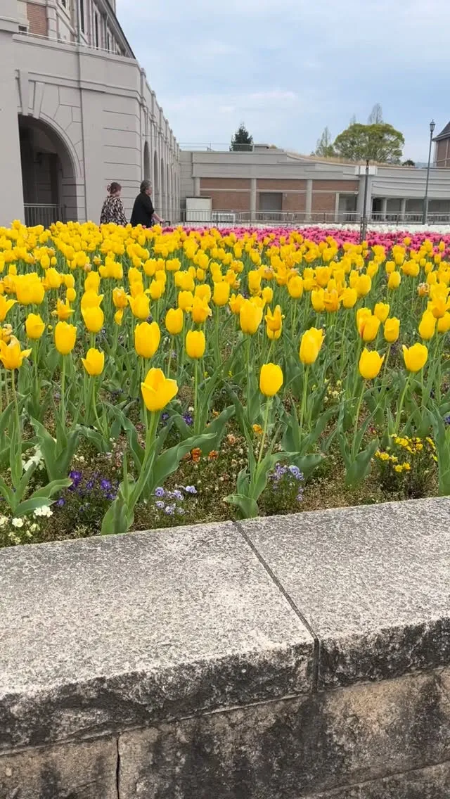 神戸フルーツフラワーパークのチューリップ🌷見事に咲き誇ってい...