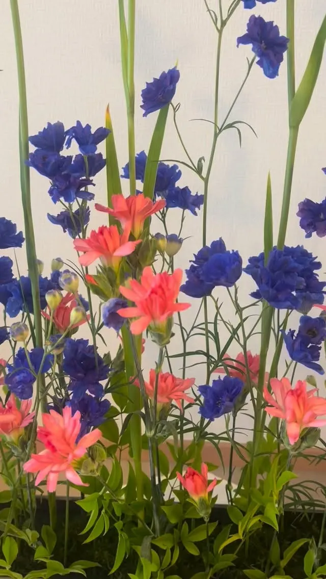 初夏の花でパラレルアレンジ🌸花菖蒲とスプレーデルフィニュウム...